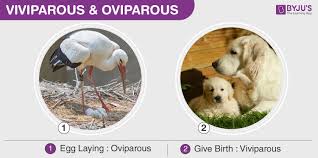 An Overview On Oviparous Ovoviviparous Viviparous Animals