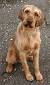 Short Hair Brown Dog