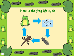 Print these life cycle of a frog worksheets and let's do some learning! Life Cycle Of Frog Life Cycle Of A Frog Answered Twinkl Teaching Wiki