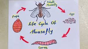 how to draw housefly life cycle easy steps for kids school project youtube