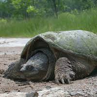 Snapping Turtle Ontario Ca