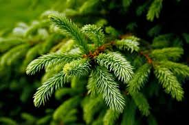 Depending on the species, pines can reach 50 feet or more in height. The Best Pine Fir And Spruce Identification Guide Gardener S Path
