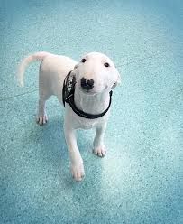 pin on bull terriers