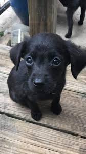 Should a chihuahua mix take after their chi parent, they will be a small, playful dog that is devoted to their families. Puppies Lab Mixes And Chihuahua Mixes Burlington County Animal Alliance Of New Jersey Bcaa Of Nj Facebook