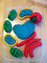 Check spelling or type a new query. Recreating The Composition Of Of A Plant Cell With Play Dough Playdough Crafts Plant Cell