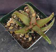 Image result for Aloe wildii