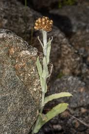 Image result for Pseudognaphalium luteo-album