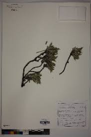 Image result for Blepharis burundiensis