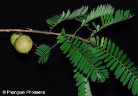 Image result for Phyllanthus zornioides