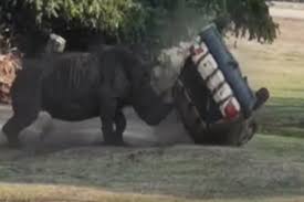 تكون صعبه من نهائي القرن ، اليوم من امام خصمه فريق الاتحاد السكندري سوف يدخل للفوز ولا شئ اخر من اجل الوصول لمواجهة النهائي. Ø¨Ø§Ù„ÙÙŠØ¯ÙŠÙˆ Ø­ÙŠÙˆØ§Ù† ÙˆØ­ÙŠØ¯ Ø§Ù„Ù‚Ø±Ù† ÙŠØºØ¶Ø¨ Ù…Ù† Ø­Ø§Ø±Ø³Ø© Ø­Ø¯ÙŠÙ‚Ø© ÙÙŠØªÙ„Ø§Ø¹Ø¨ Ø¨Ø³ÙŠØ§Ø±ØªÙ‡Ø§ ÙƒÙƒØ±Ø© Ù‚Ø¯Ù…