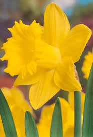 Narcissus King Alfred Daffodil Bulbs Daffodil Bulbs Daffodils Narcissus Bulbs
