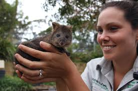 Happy Friday, happy Quokka! This is little 'Meeuk Mia', the youngest of  three Quokka joeys born at Taronga this year. Mia will grow up to play an  important role at Taronga's Education
