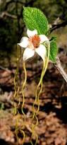 Image result for Strophanthus kombe