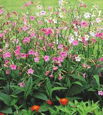 Image result for Nicotiana