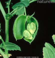 Image result for Cicer arietinum