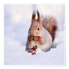 Tierbilder tiere tier fotos natur tiere hirsche schnee ausgestopftes tier winterbilder süße tiere. Poster Mit Winter Motiven Bestellen Posterlounge De