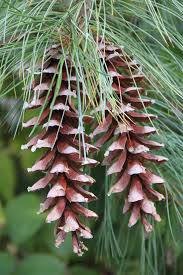 Image result for Pinus strobus