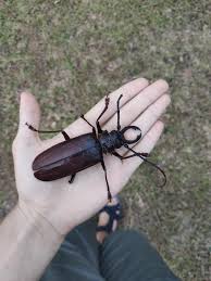 They call arizona home and chances are you've seen them in your backyard, especially during the monsoon. A Stag Beetle Of Some Kind 10 Cm 4 Inches Southeast Asia Whatsthisbug