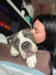 Goodbye to my beloved boxer dog