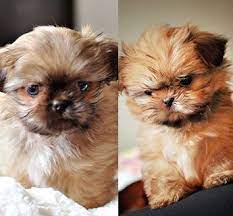 Shih Tzu Pals Dog Breeders In The Bay Area San Francisco East Bay Peninsula Dog Breeder Shih Tzu Dogs