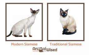 Lynx point siamese cats, also known as tabby point siamese in some countries, are named for their beautiful markings which look like those of the wild lynx. Names For Siamese Cats Male And Female Ideas