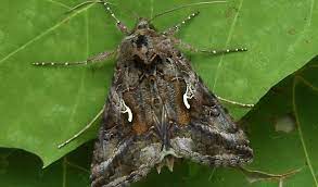 Pin Em Mariposas Nocturnas