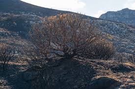 Image result for tbn:XVFRz-6Maj2JLM::www.jolmag.co.za/wildfire/images/Logos/vuvuzela_header.jpg