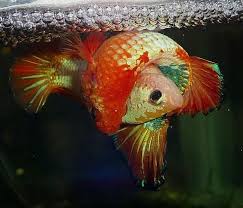 Pin On Betta Things