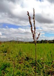 Image result for Diplazium humbertii