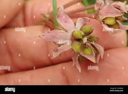 Image result for Asclepias albens