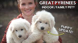 It was love at first sight. Great Pyrenees Are Amazing Family Pets Here S Why Indoor Vs Outdoor Puppy Update Youtube
