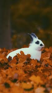 Sep 10, 2018 party like it's 5779. Phone Rabbit Wallpapers Wallpaper Cave