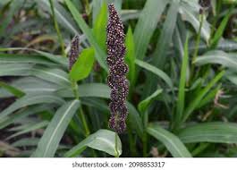 Image result for Echinochloa utilis