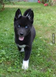 Black And White Husky Shepherd Mix Black Husky It S Ok To Cry Cute Dogs Black Husky Cute Puppies