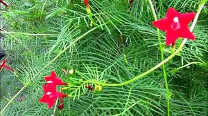 Image result for Ipomoea quamoclit