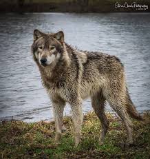 Visited Some Socialized Wolves In Indiana This Weekend Very Cold And Wet But Enjoyable Day Otherwise Beautiful Animals Animals Beautiful Animals Wolf