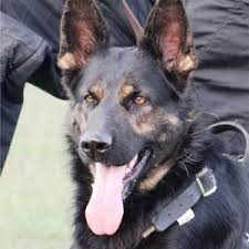 Maybe you would like to learn more about one of these? German Shepherd Females Rudaric Kennels