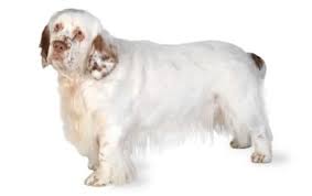 Click breeders list above to see all our clumber spaniel members. Clumber Spaniel Puppies Online Shopping Mall Find The Best Prices And Places To Buy