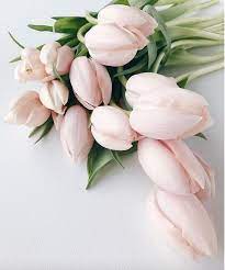 Tulips Flowers Love Flowers Beautiful Blooms