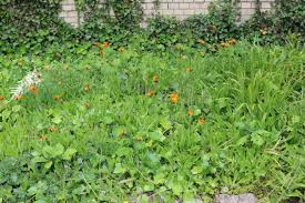 Bodendecker sind ansprechende pflanzen mit niedrigem wuchs. Immergrune Bodendecker 49 Pflegeleichte Sorten