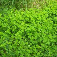 Image result for Marsilea villifolia
