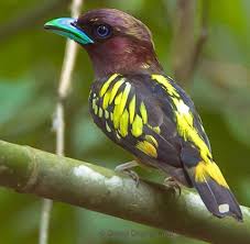 Bird With Long Colorful Beak Pin By Lajuan Fleming On Nature Colorful Birds Beautiful Birds Rare Birds