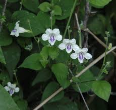 Image result for Asystasia malawiana