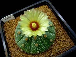 How to grow the star cactus. Caring For Star Cactus How To Grow A Star Cactus Plant Dummer Garden Manage Gfinger Es La App De Jardineria Mas Profesional