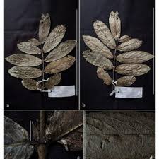 Image result for Lasianthus kilimandscharicus