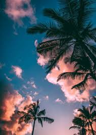 We did not find results for: Palm Tree Sunset Wallpapers Kolpaper Awesome Free Hd Wallpapers