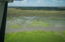 Image result for Kotschya capitulifera