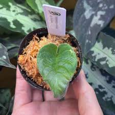 Image result for Streptocarpus confusus