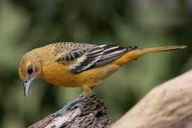 Maybe you would like to learn more about one of these? Appearance Baltimore Oriole Icterus Galbula Birds Of The World