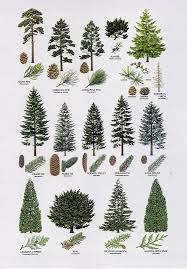 Conifer Identification Google Search Sequin Gardens Types Of Pine Trees Conifer Trees Tree Identification
